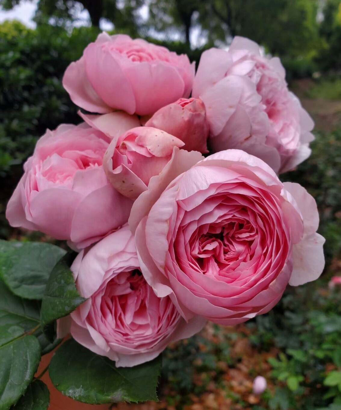 Rose “AUSham” English Shrub Rose Ownroot Plant, 1 Gallon (1.5-2 years old)