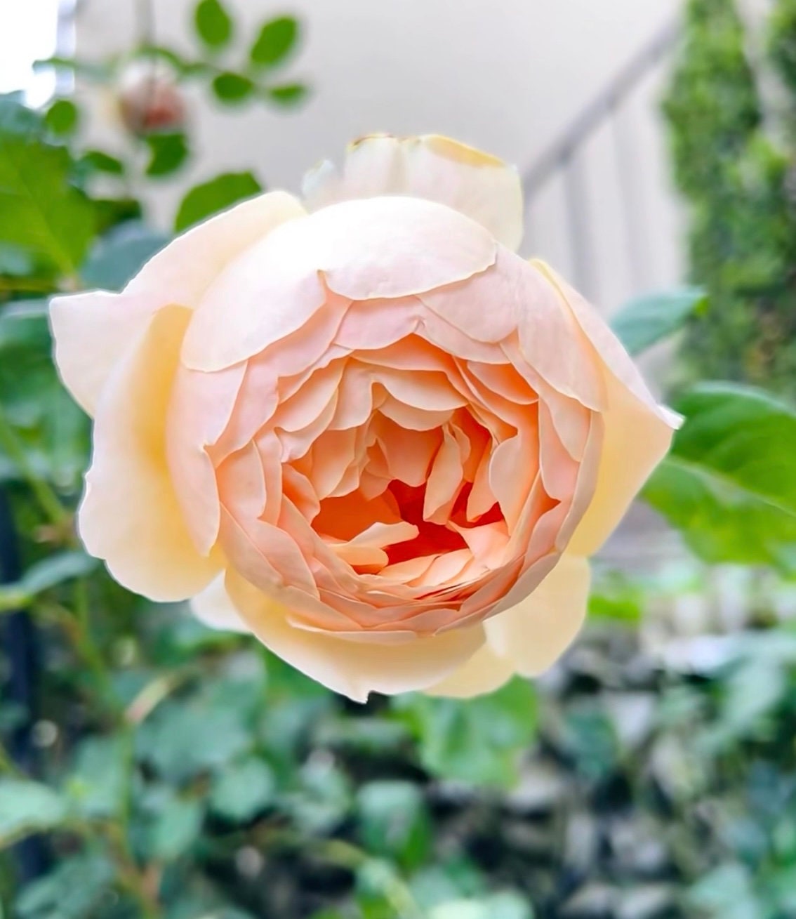 Rose “AUSjo” English Rose Ownroot Plant, 1 Gallon (1.5-2 years old)