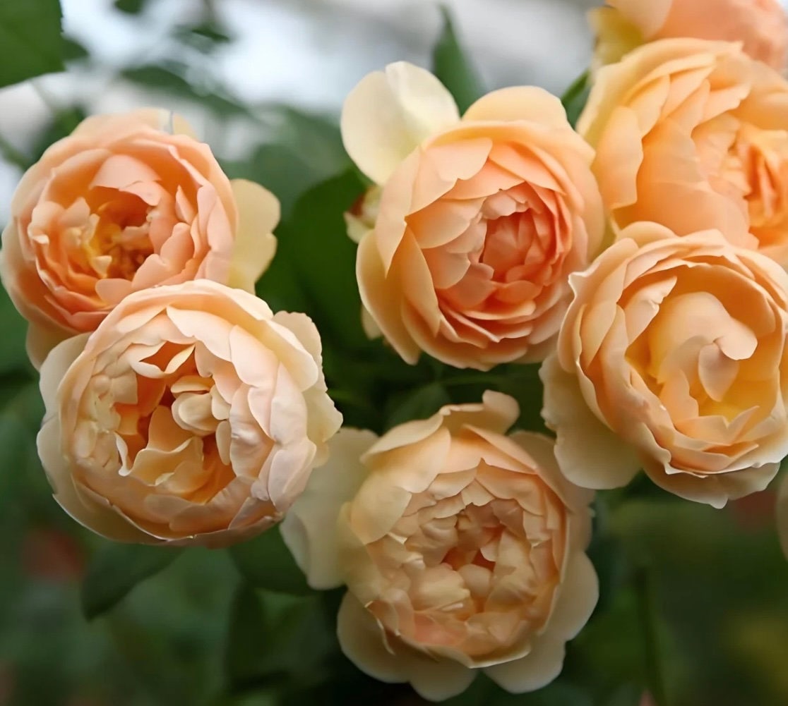 Rose “AUSjo” English Rose Ownroot Plant, 1 Gallon (1.5-2 years old)