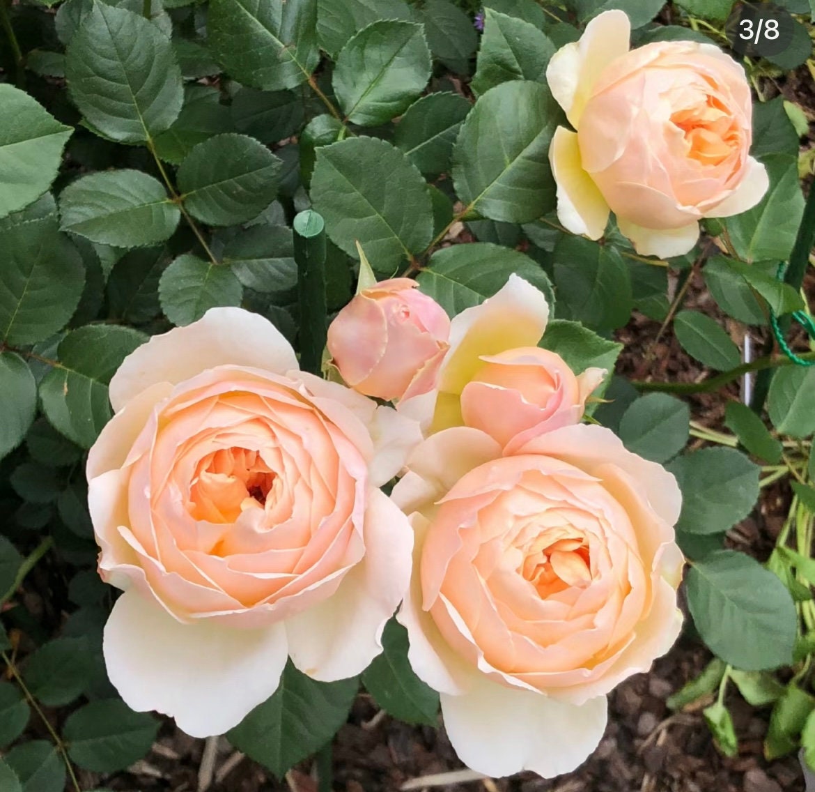 Rose “AUSjo” English Rose Ownroot Plant, 1 Gallon (1.5-2 years old)