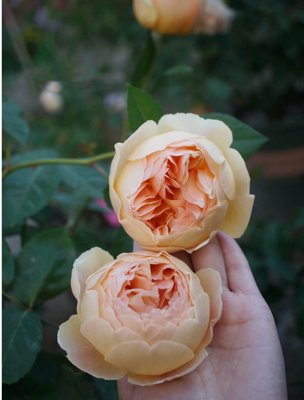 Rose “AUSjo” English Rose Ownroot Plant, 1 Gallon (1.5-2 years old)