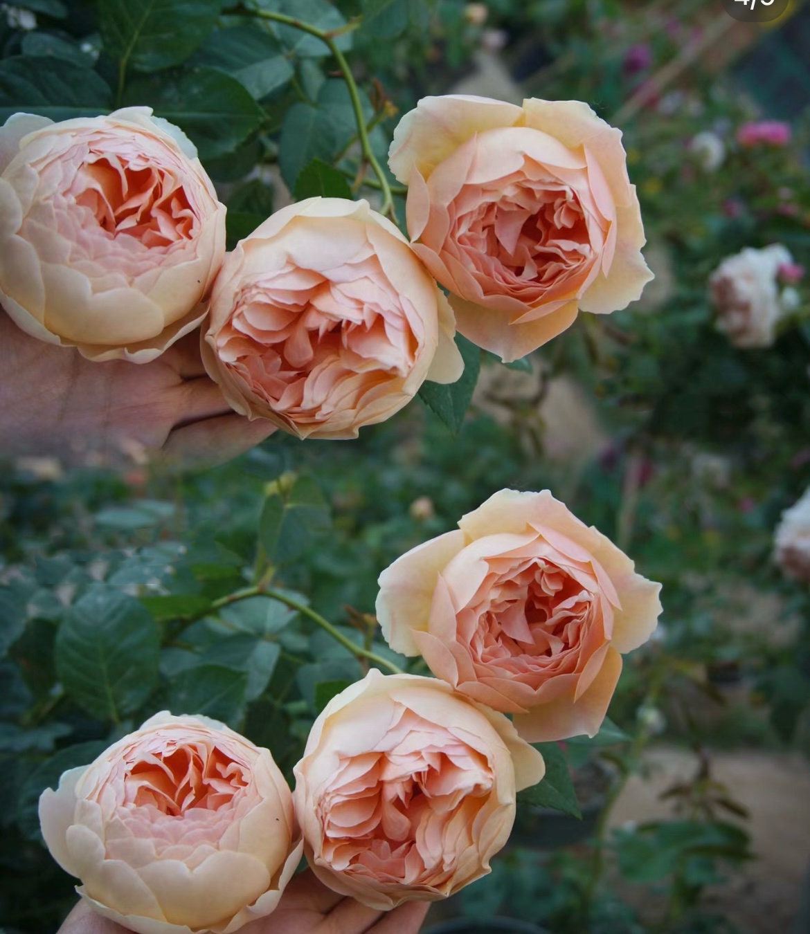 Rose “AUSjo” English Rose Ownroot Plant, 1 Gallon (1.5-2 years old)