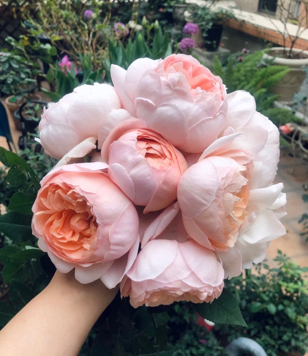 Rose “AUSwonder” English Rose Ownroot Plant, 1 Gallon (1.5-2 years old)