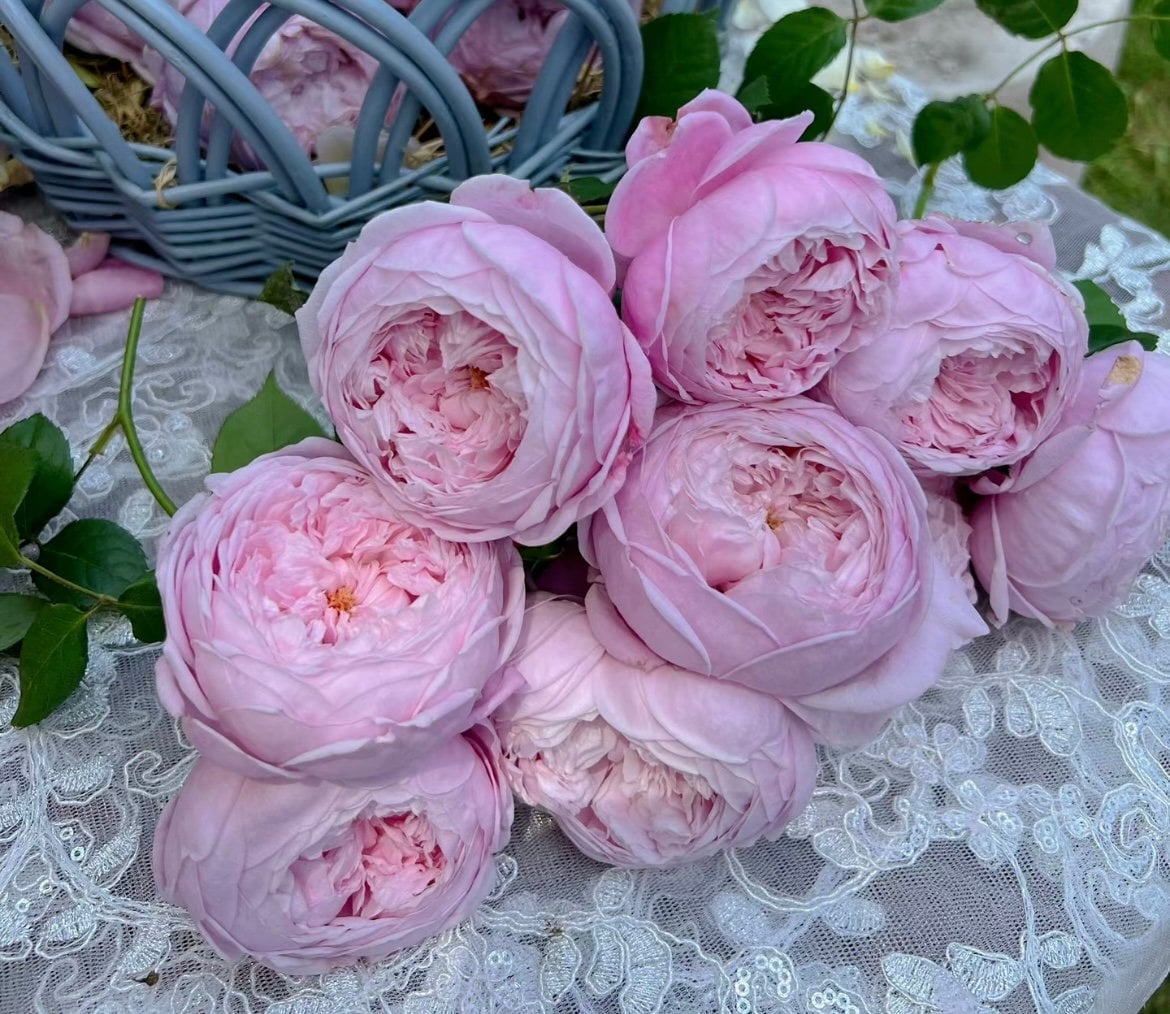 Rose “AUSbite” English Climbing Rose Ownroot Plant, 1 Gallon (1.5-2 years old)