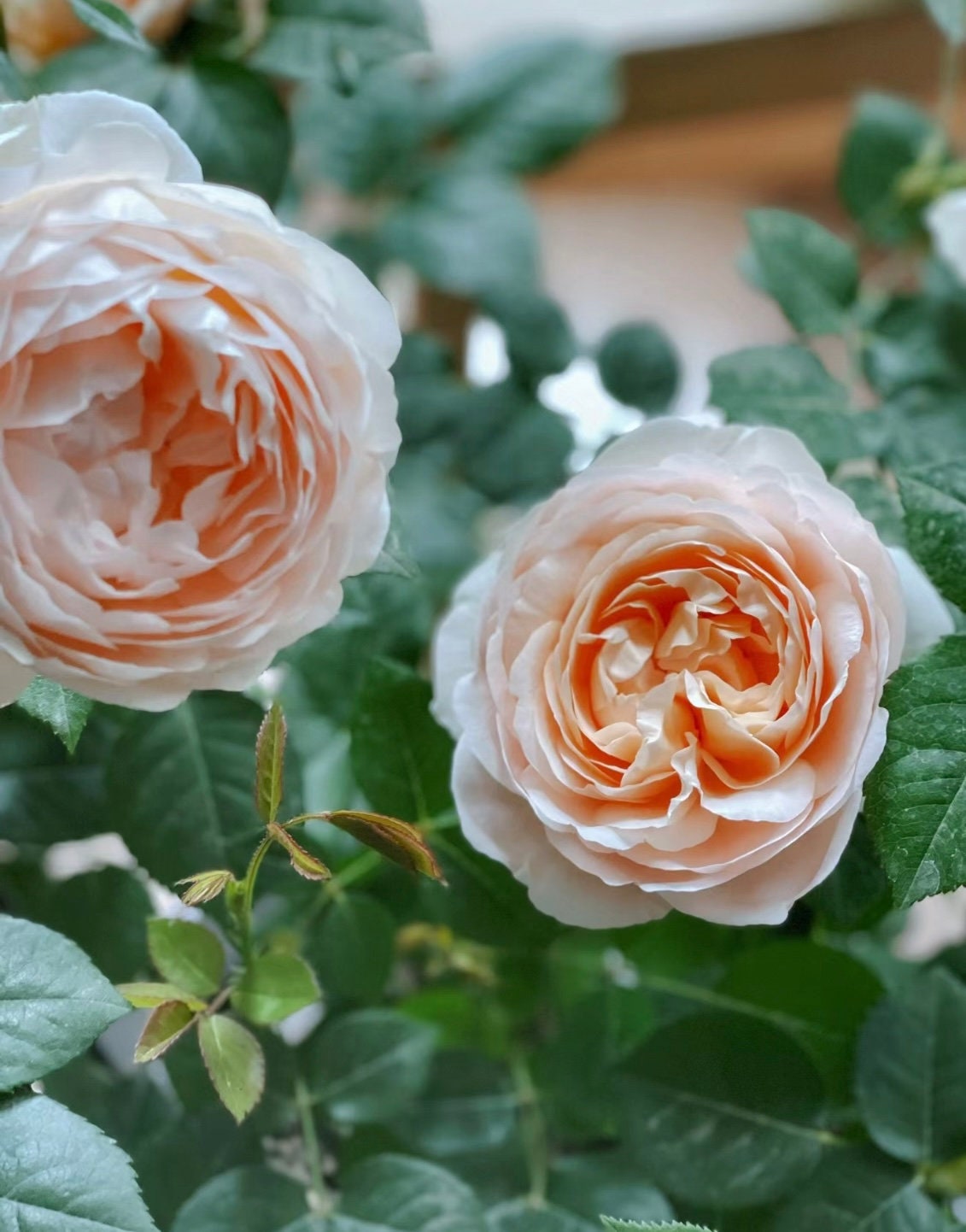 Rose “AUSwonder” English Rose Ownroot Plant, 1 Gallon (1.5-2 years old)