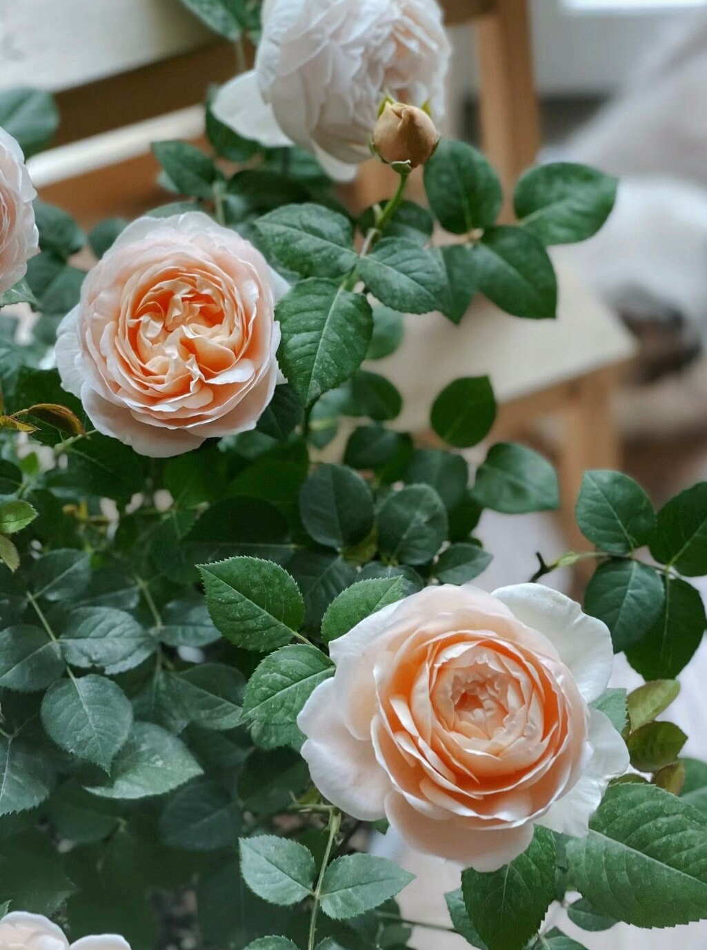 Rose “AUSwonder” English Rose Ownroot Plant, 1 Gallon (1.5-2 years old)