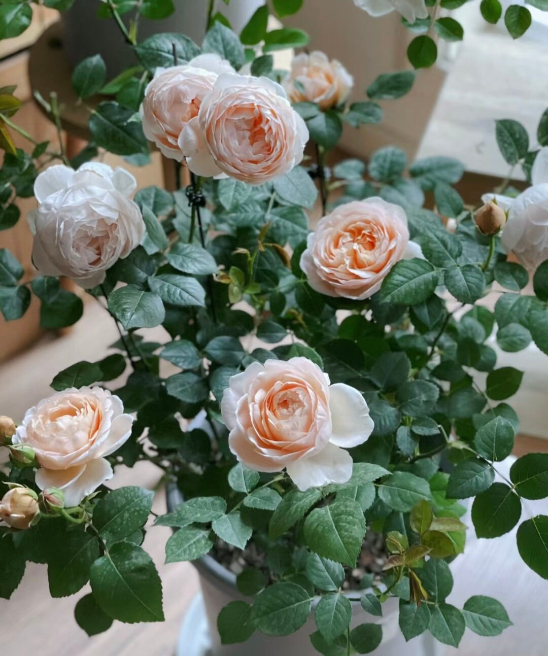 Rose “AUSwonder” English Rose Ownroot Plant, 1 Gallon (1.5-2 years old)