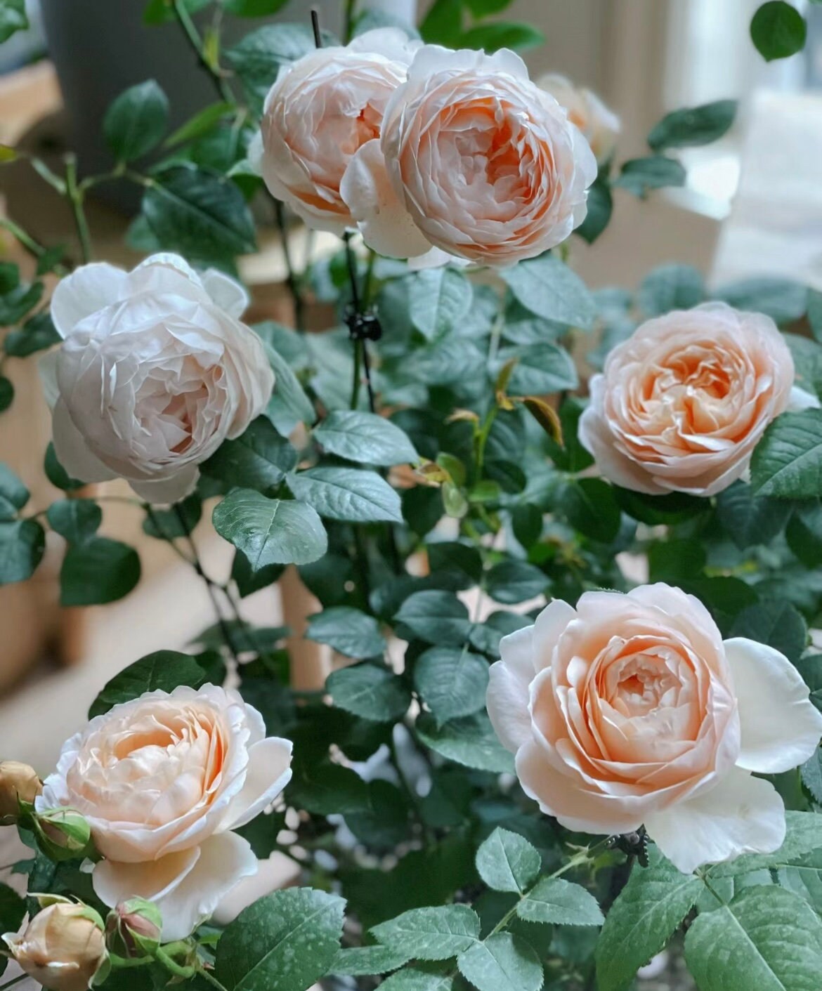 Rose “AUSwonder” English Rose Ownroot Plant, 1 Gallon (1.5-2 years old)