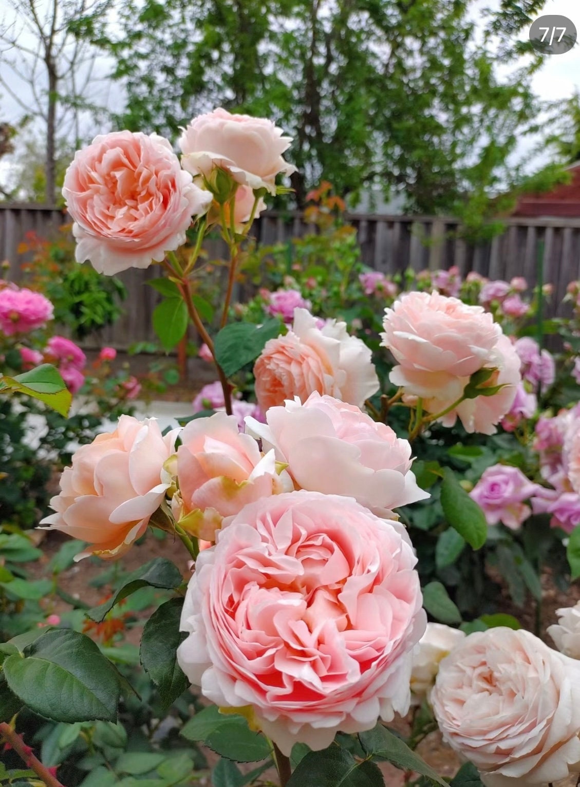 Rose “AUSwonder” English Rose Ownroot Plant, 1 Gallon (1.5-2 years old)