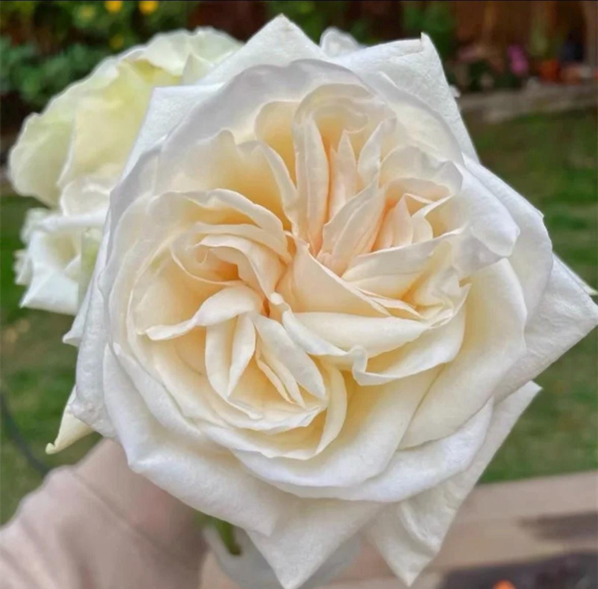 French Florist Rose White Strong Fragrant Rose Live Plant Ownroot, 1 Gallon ownroot