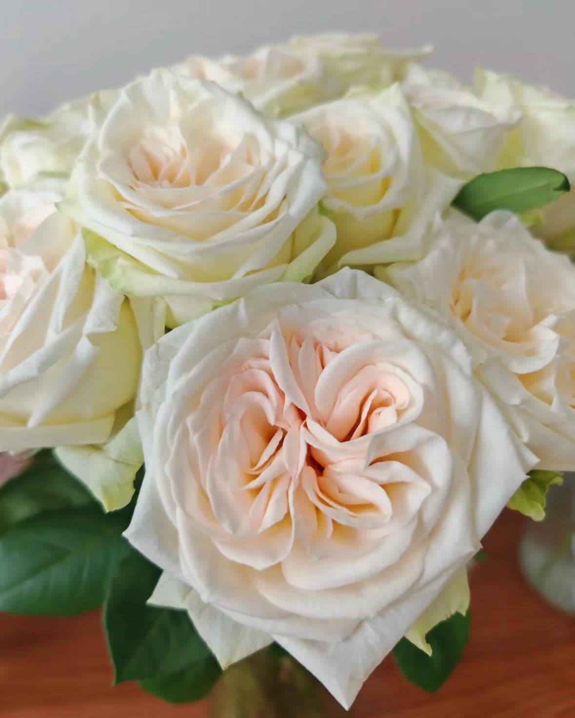 French Florist Rose White Strong Fragrant Rose Live Plant Ownroot, 1 Gallon ownroot