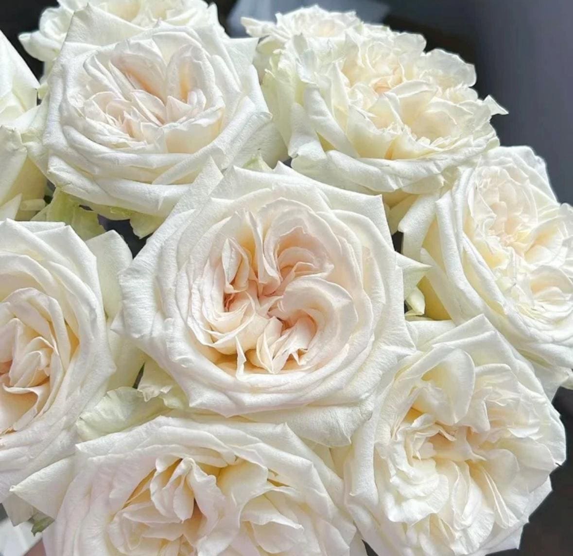 French Florist Rose White Strong Fragrant Rose Live Plant Ownroot, 1 Gallon ownroot