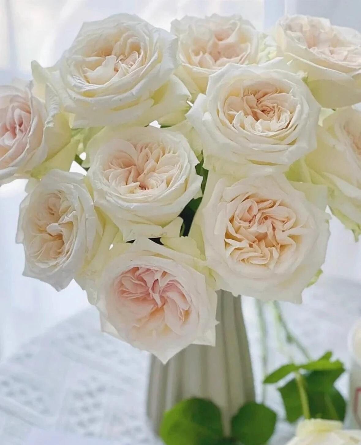 French Florist Rose White Strong Fragrant Rose Live Plant Ownroot, 1 Gallon ownroot