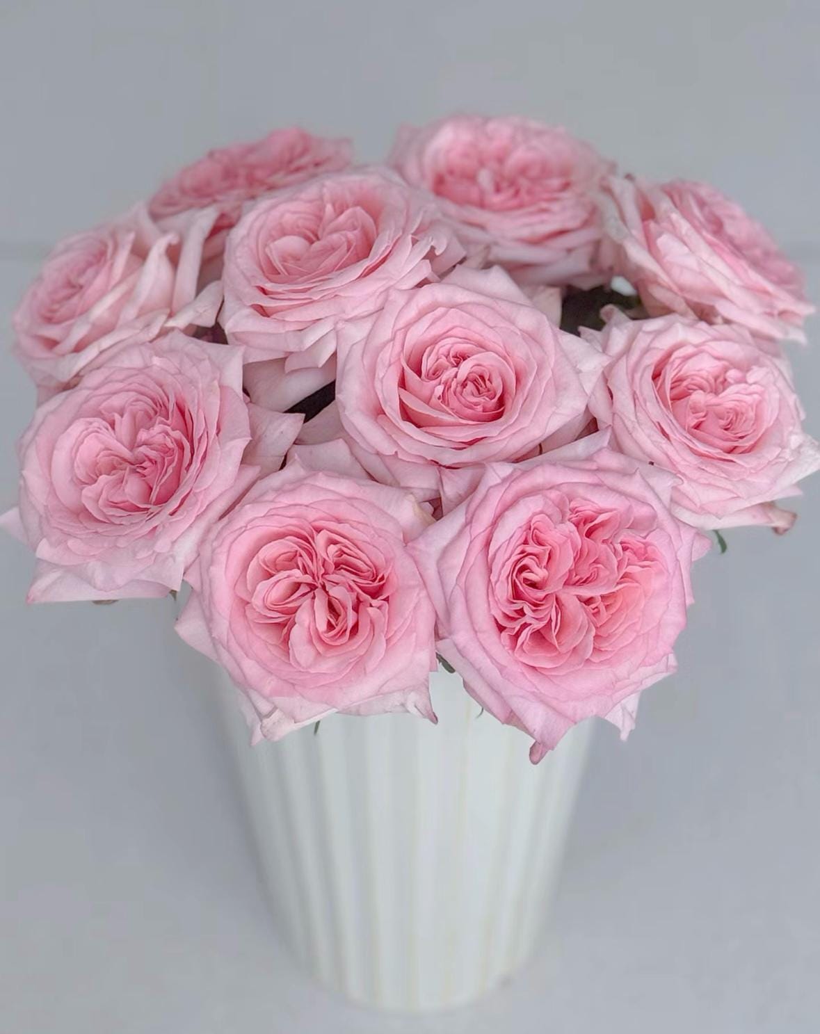 French Florist Rose Pink Strong Fragrant Rose Live Plant Ownroot, 1 Gallon