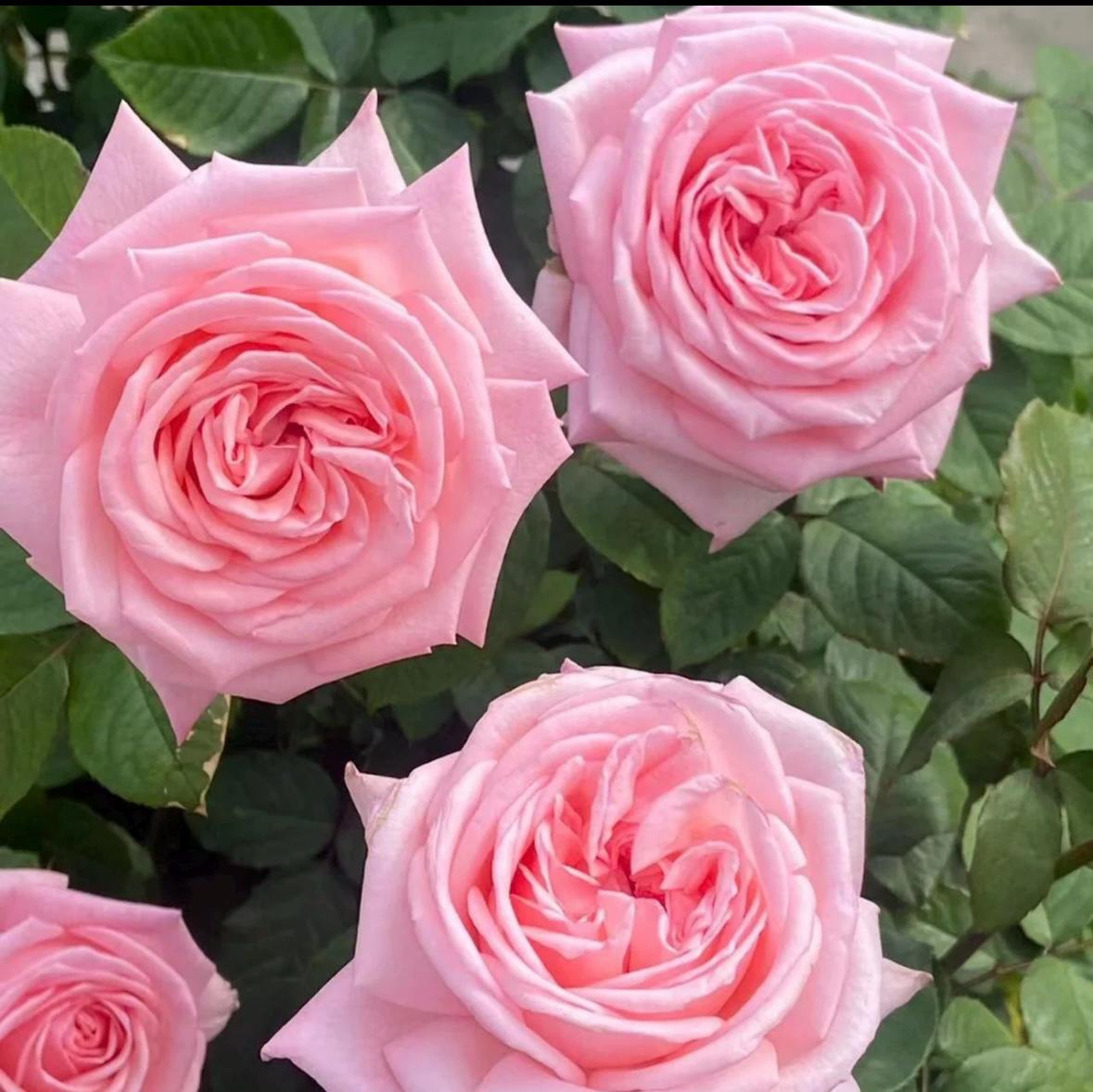 French Florist Rose Pink Strong Fragrant Rose Live Plant Ownroot, 1 Gallon