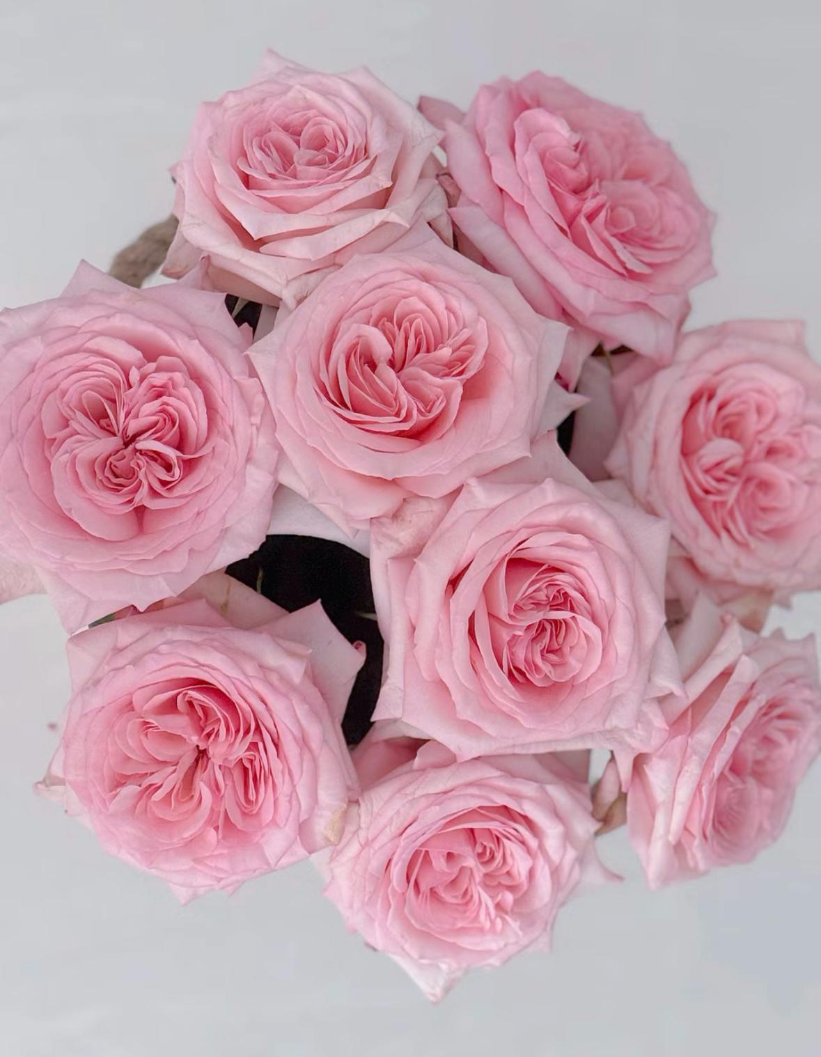 French Florist Rose Pink Strong Fragrant Rose Live Plant Ownroot, 1 Gallon