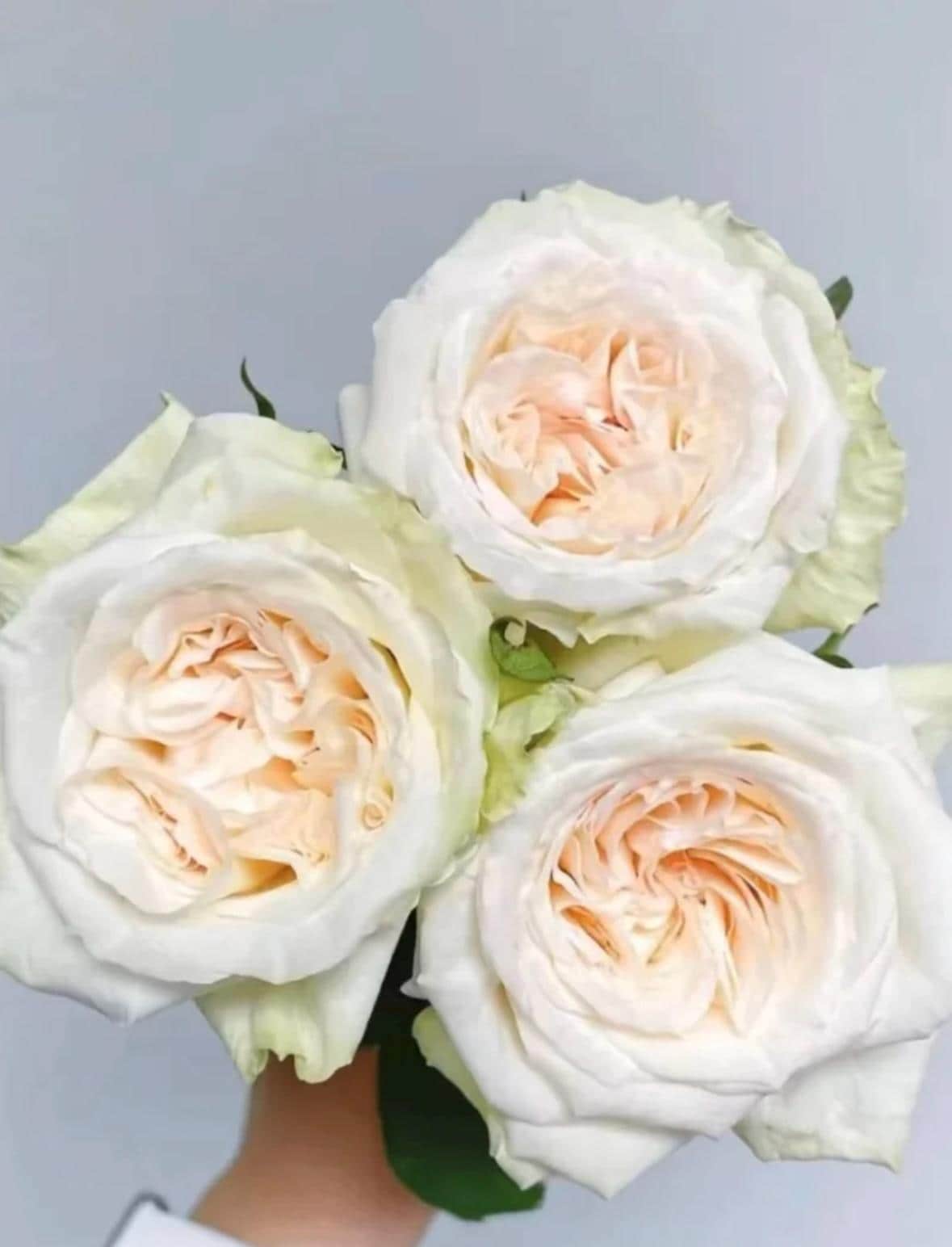 French Florist Rose White Strong Fragrant Rose Live Plant Ownroot, 1 Gallon ownroot