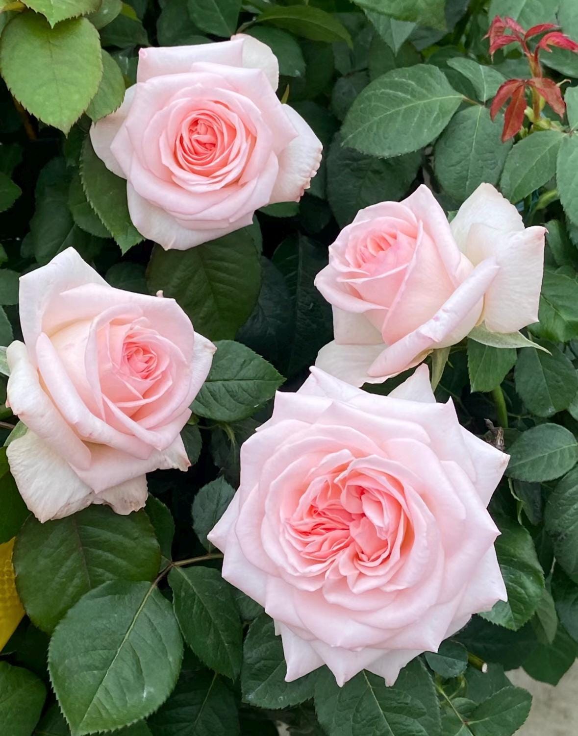 French Florist Rose Pink Strong Fragrant Rose Live Plant Ownroot, 1 Gallon