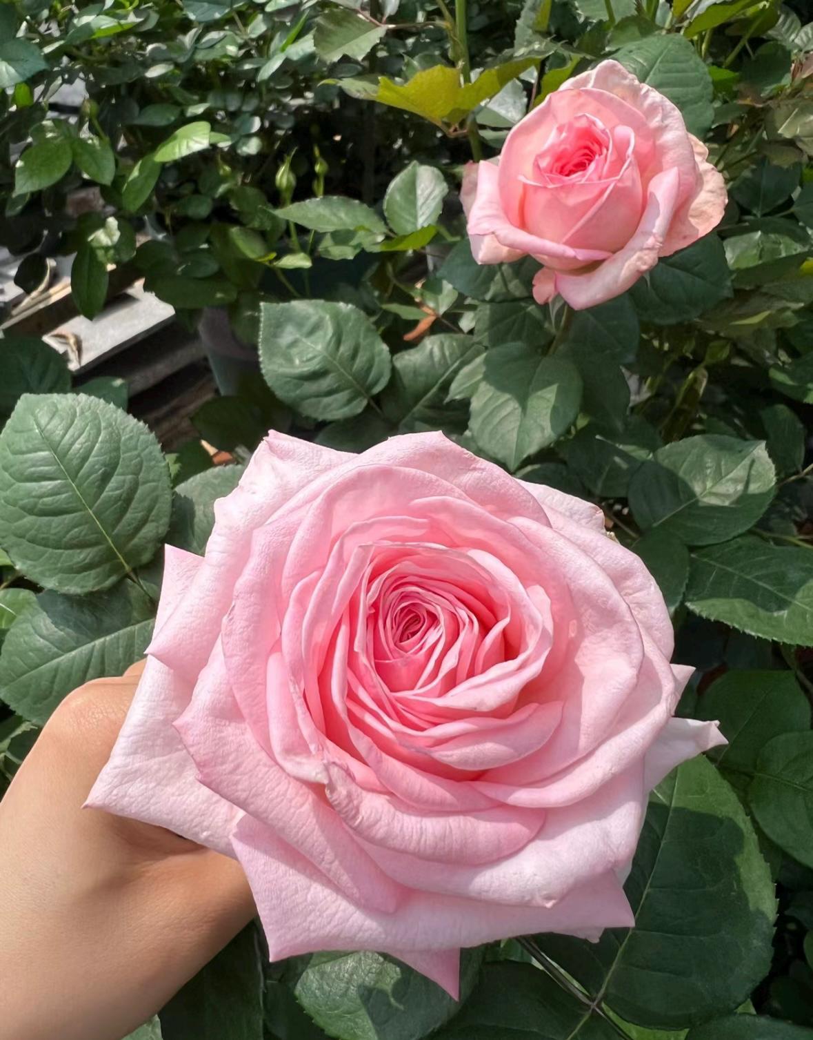 French Florist Rose Pink Strong Fragrant Rose Live Plant Ownroot, 1 Gallon