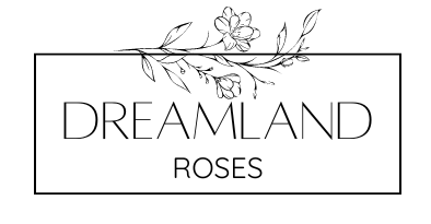 Dreamland Roses