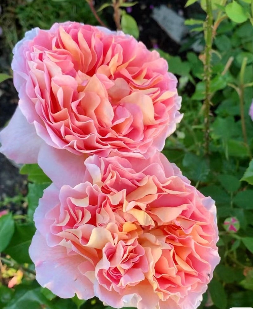 Rose “AUScot” English Climbing Rose Ownroot Plant, 1 Gallon (1.5-2 years old)