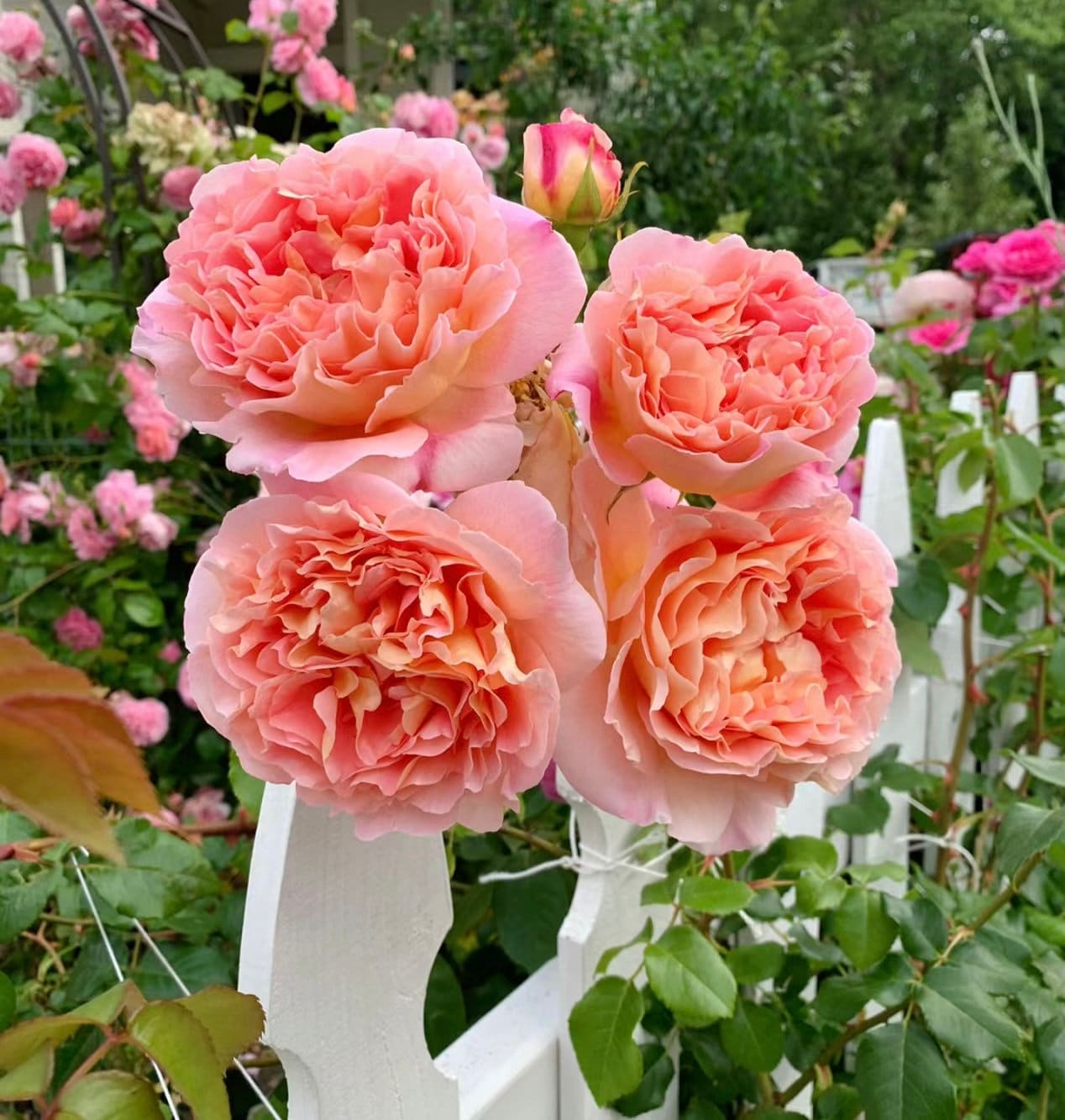 Rose “AUScot” English Climbing Rose Ownroot Plant, 1 Gallon (1.5-2 years old)