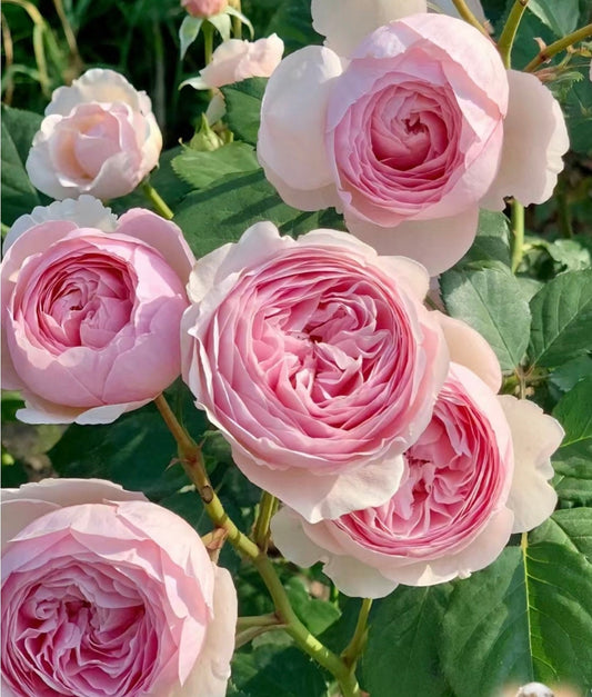 Rose “AUSham” English Shrub Rose Ownroot Plant, 2 Gallon