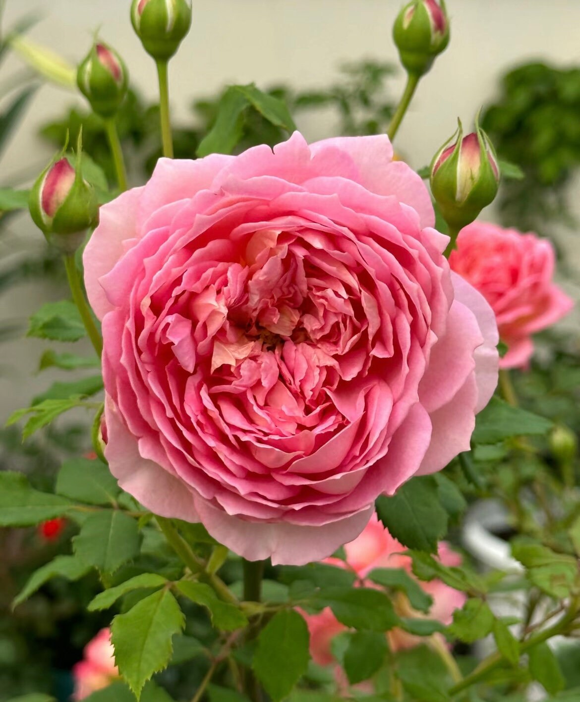 Rose “AUShunter” English Shrub Rose Ownroot Plant, 1 Gallon (1.5-2 years old)