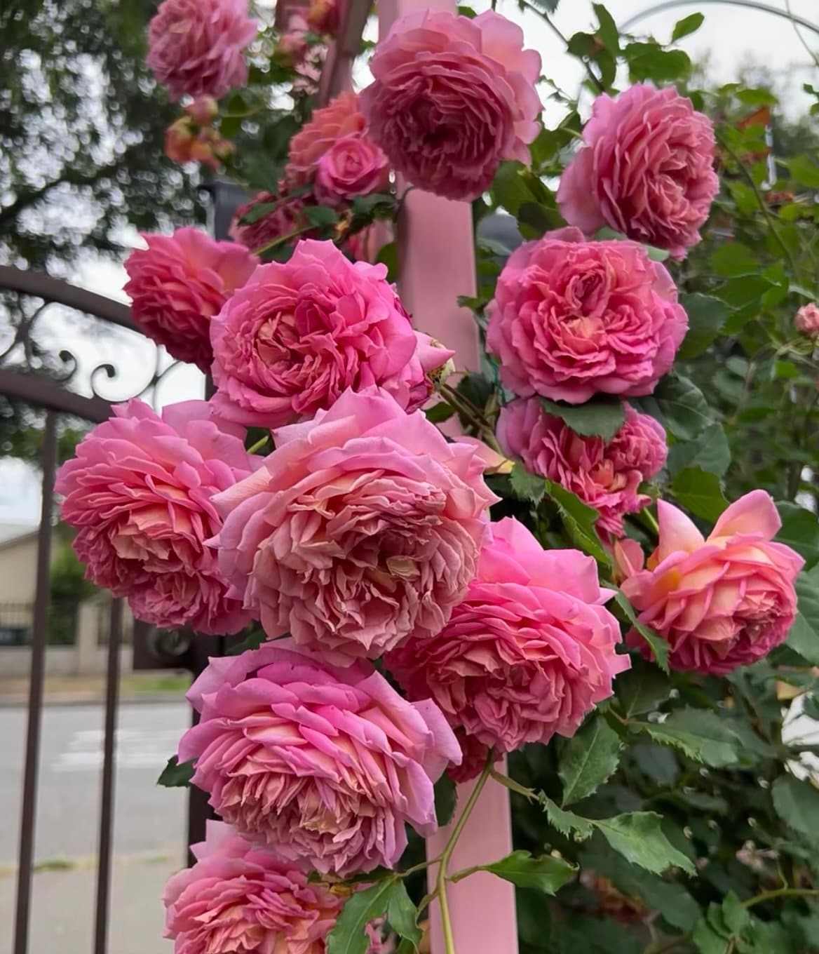 Rose “AUShunter” English Shrub Rose Ownroot Plant, 1 Gallon (1.5-2 years old)