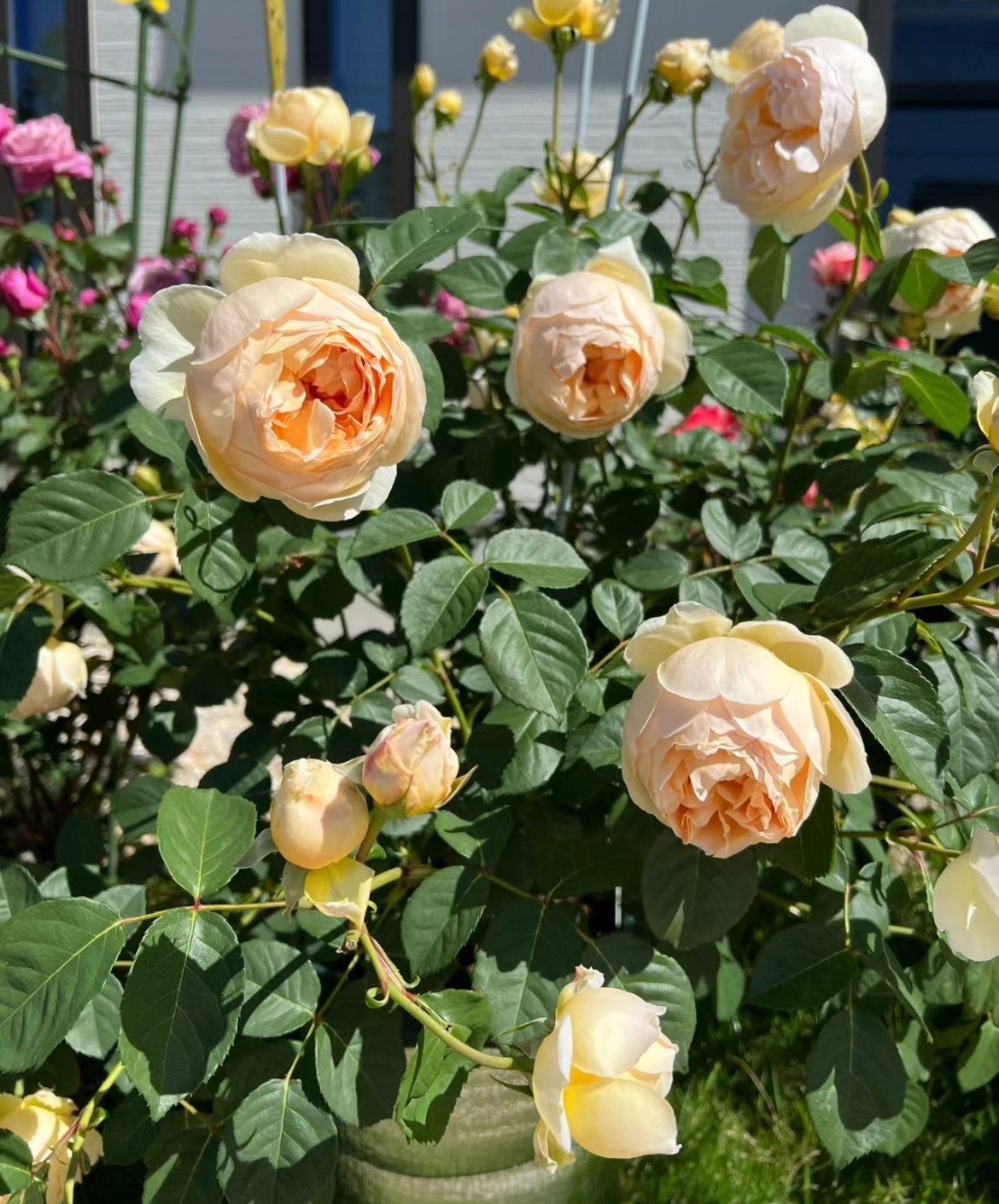 Rose “AUSjo” English Rose Ownroot Plant, 2 Gallon