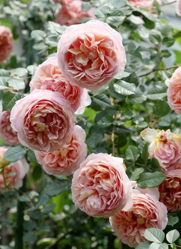 Rose “AUScot” English Climbing Rose Ownroot Plant, 1 Gallon (1.5-2 years old)