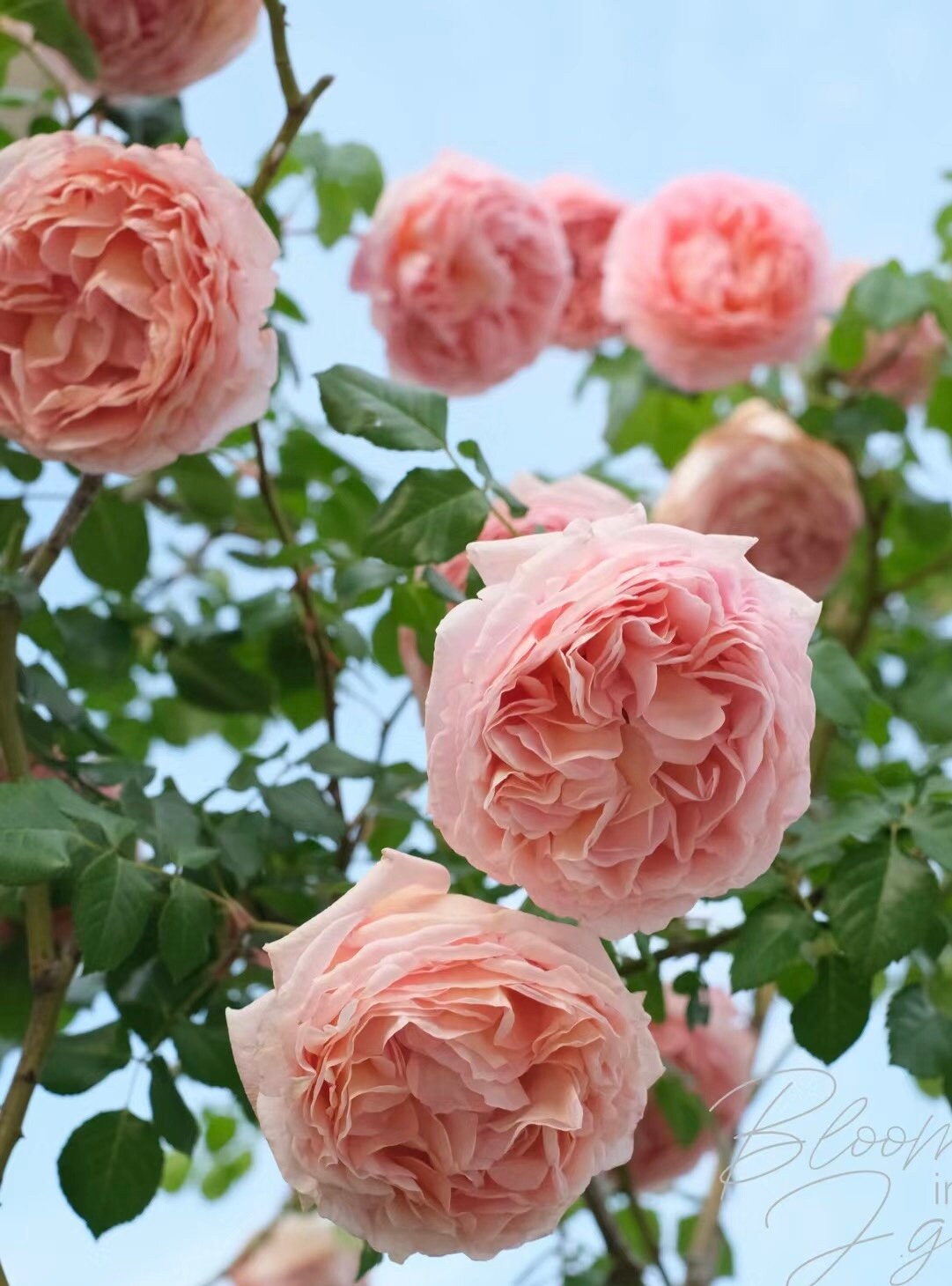 Rose “AUScot” English Climbing Rose Ownroot Plant, 1 Gallon (1.5-2 years old)