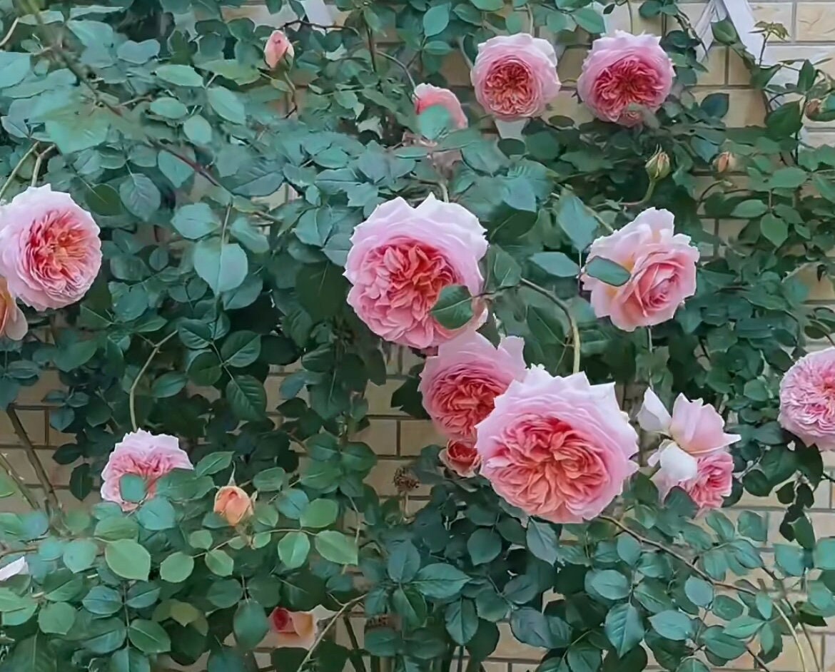 Rose “AUScot” English Climbing Rose Ownroot Plant, 1 Gallon (1.5-2 years old)