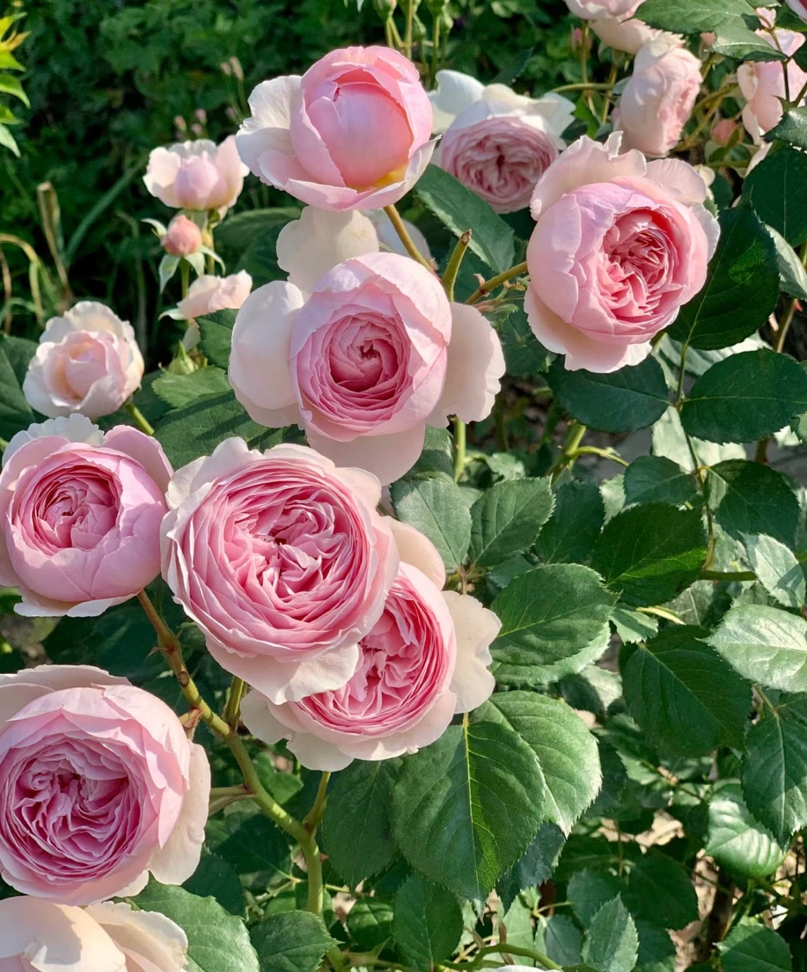 Rose “AUSham” English Shrub Rose Ownroot Plant, 1 Gallon (1.5-2 years old)