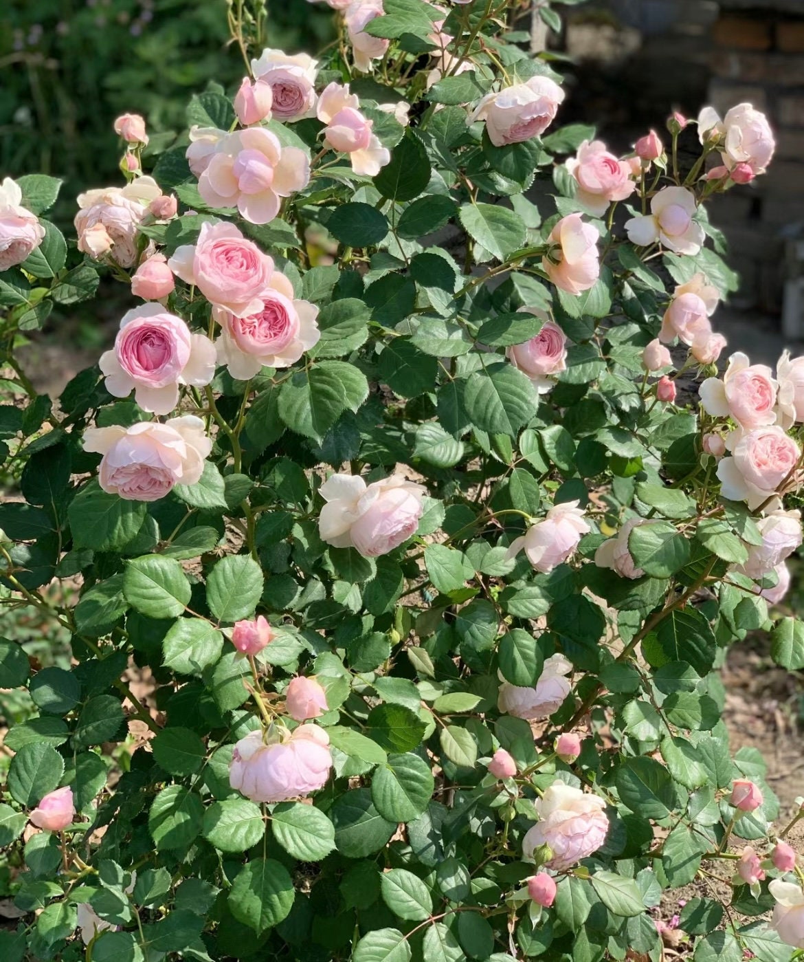 Rose “AUSham” English Shrub Rose Ownroot Plant, 1 Gallon (1.5-2 years old)