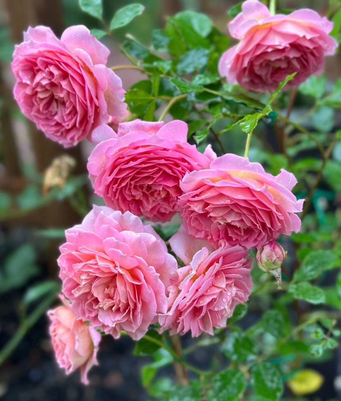 Rose “AUShunter” English Shrub Rose Ownroot Plant, 2 Gallon