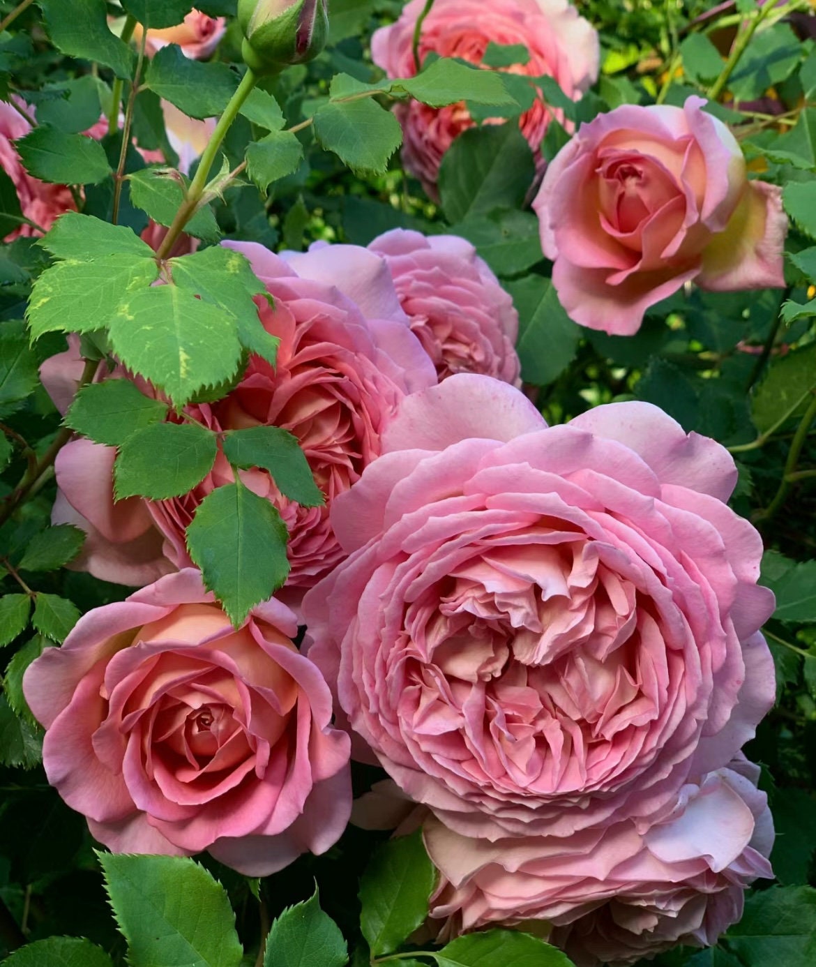 Rose “AUShunter” English Shrub Rose Ownroot Plant, 2 Gallon